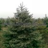 picea (16)